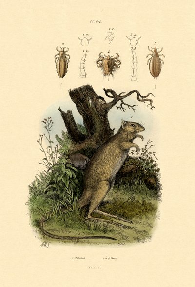 Rat-Kangaroo by French School
